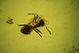 Fossil Ant (Formicidae) & Mite (Acari) In Baltic Amber #102773-1